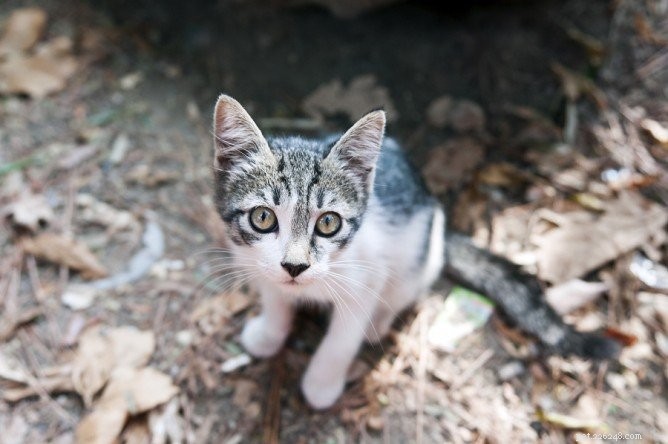 6 chytrých tipů, jak najít ztracenou kočku
