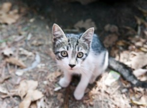 6 suggerimenti intelligenti per trovare un gatto smarrito
