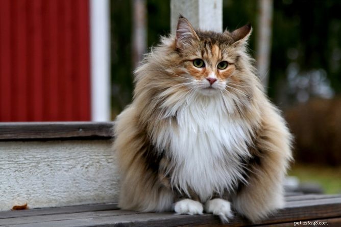 10 největších plemen domácích koček