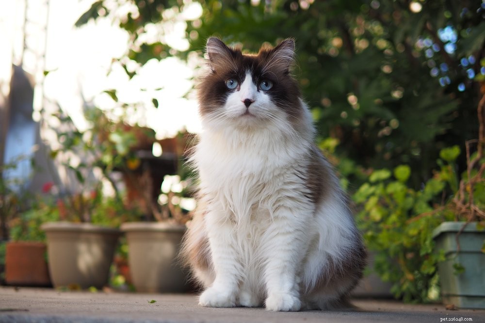 As 10 maiores raças de gatos domésticos