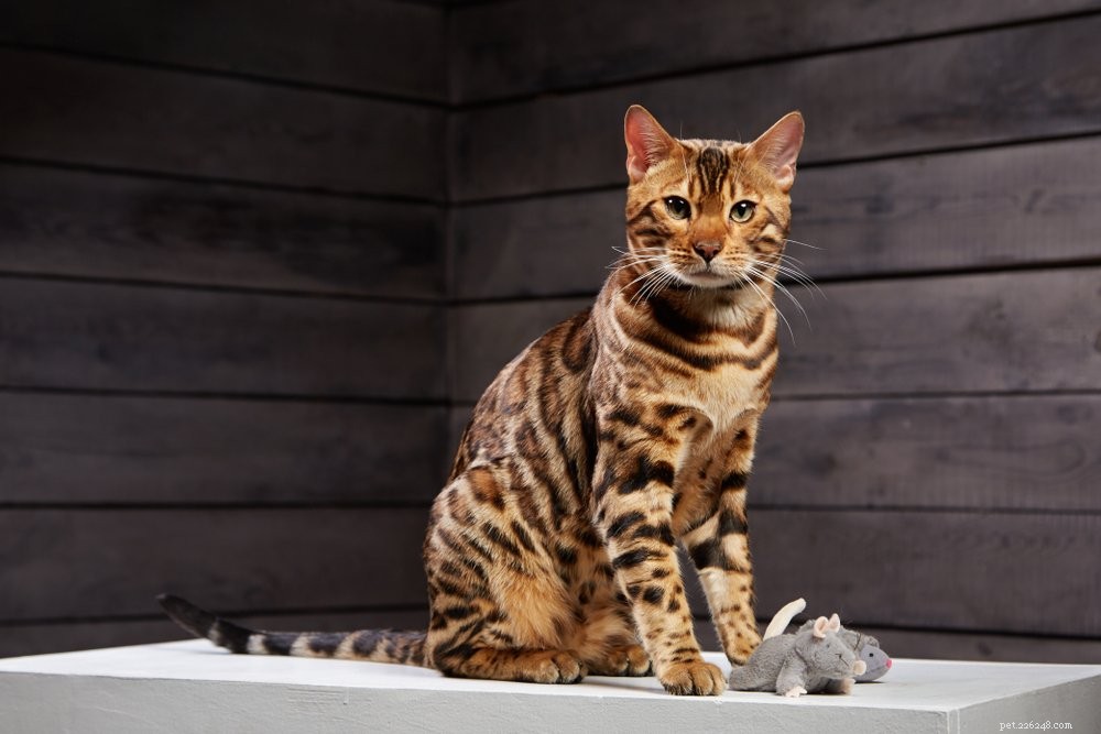 Le 10 migliori razze di gatti domestici più grandi