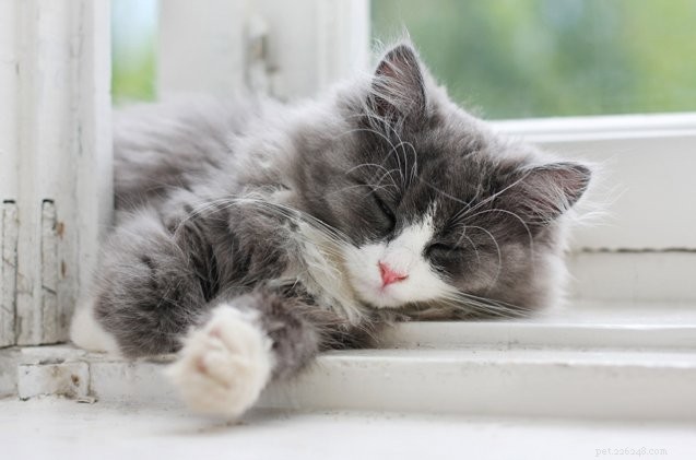 Как предотвратить скуку, пока ваша кошка одна дома