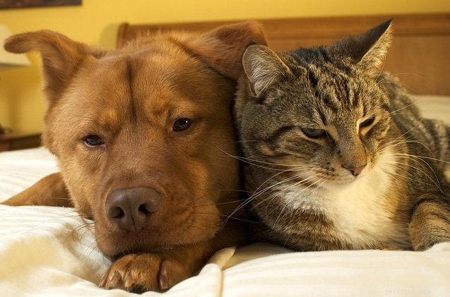 5 grandes différences entre les chats et les chiens