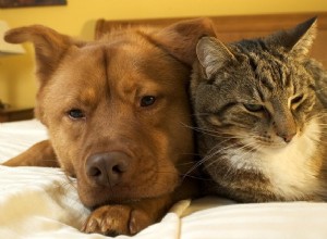5 velkých rozdílů mezi kočkami a psy