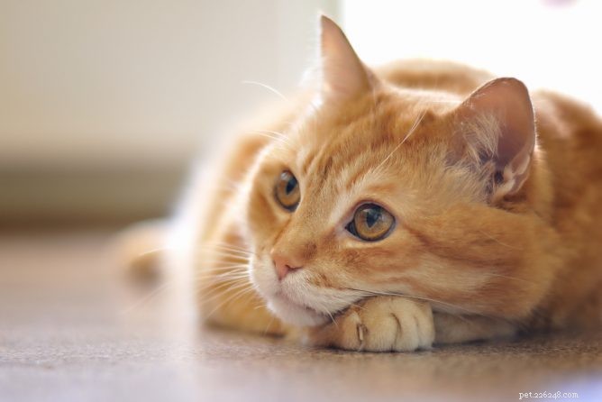 猫用サイリウム繊維：便秘の自然療法 