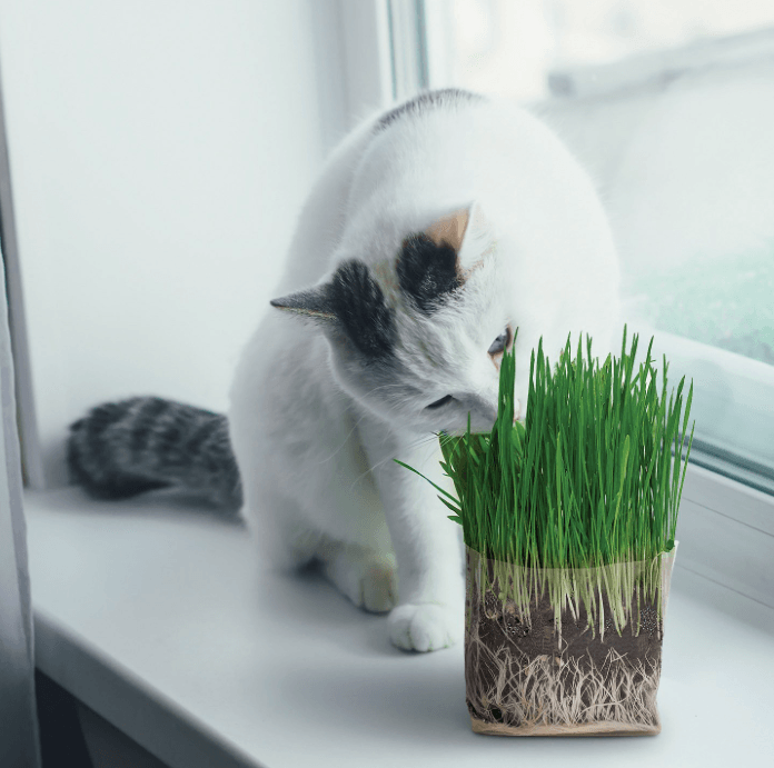 Лучшая трава для кошек