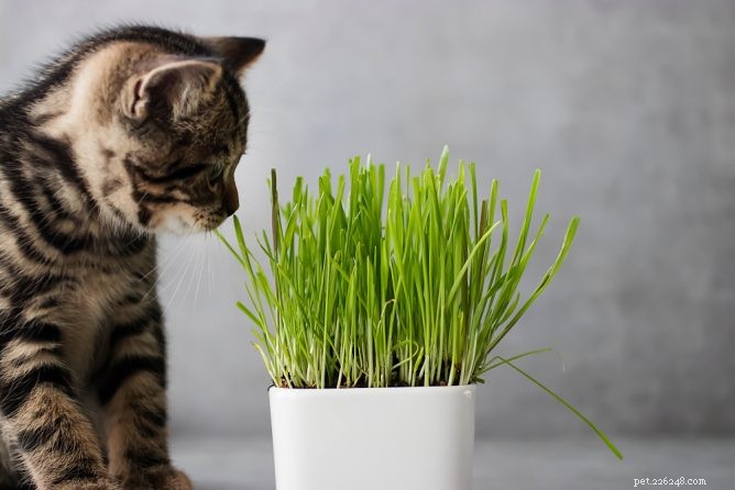 Bästa kattgräs