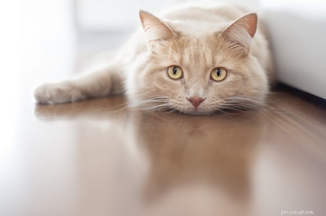 Injicerbara antibiotika för katter:för- och nackdelar