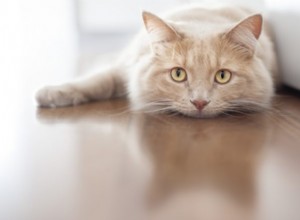 猫のための注射可能な抗生物質：賛否両論 