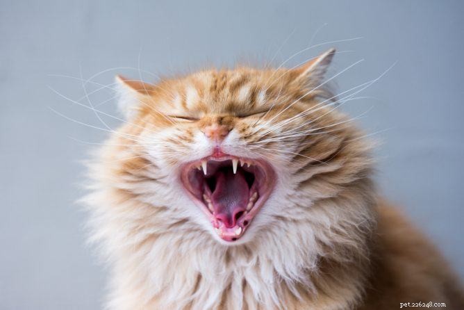 Beste tandsupplementen voor katten