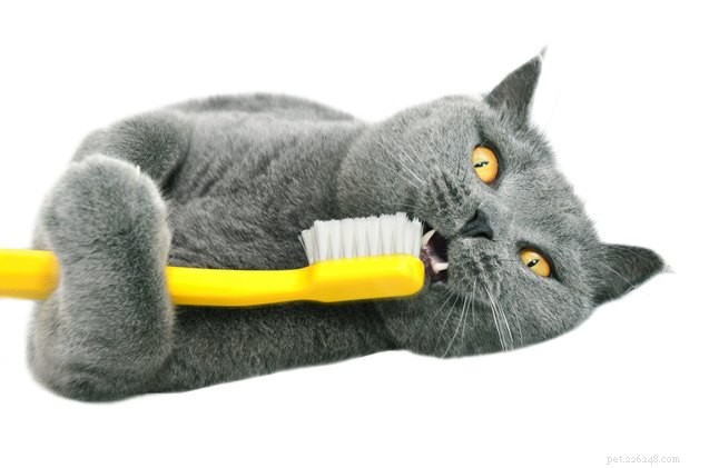 猫のための最高の歯科治療 