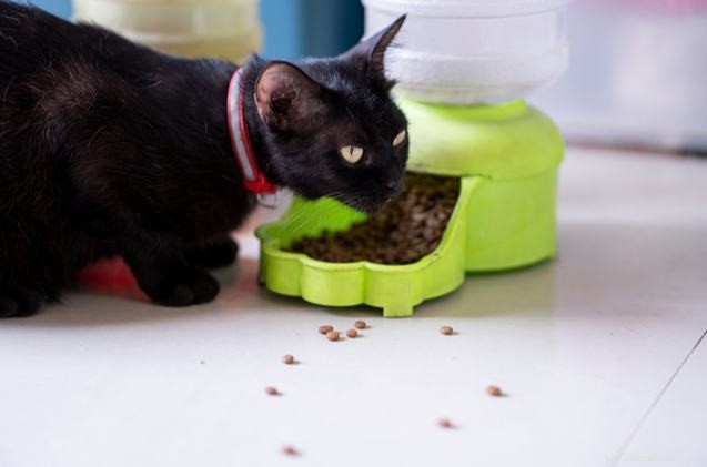 Melhores alimentadores automáticos para gatos