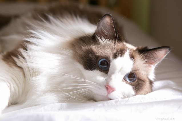 Top 10 vriendelijkste kattenrassen