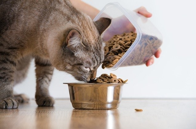 Il miglior cibo ipoallergenico per gatti