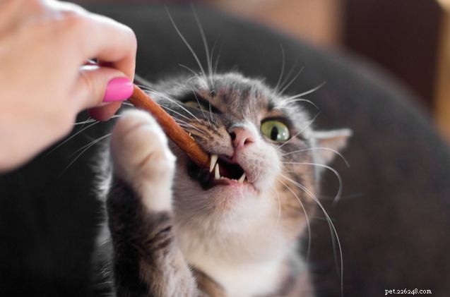 Il miglior cibo ipoallergenico per gatti