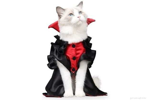 Top 12 katt Halloween-kostymer att väsa på