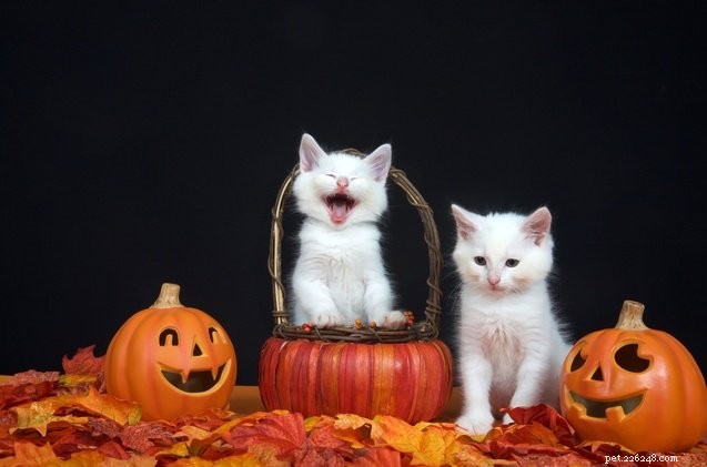 Top 12 katt Halloween-kostymer att väsa på