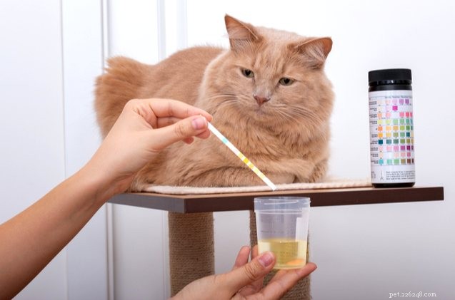 Bästa kattfoder för urinhälsa