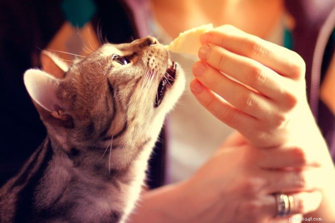 고양이가 치즈를 먹을 수 있습니까?