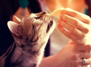 Mohou kočky jíst sýr?
