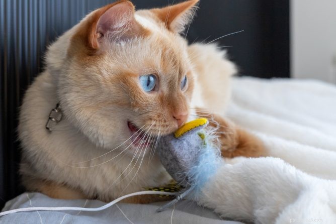 Nejlepší žvýkací hračky pro kočky