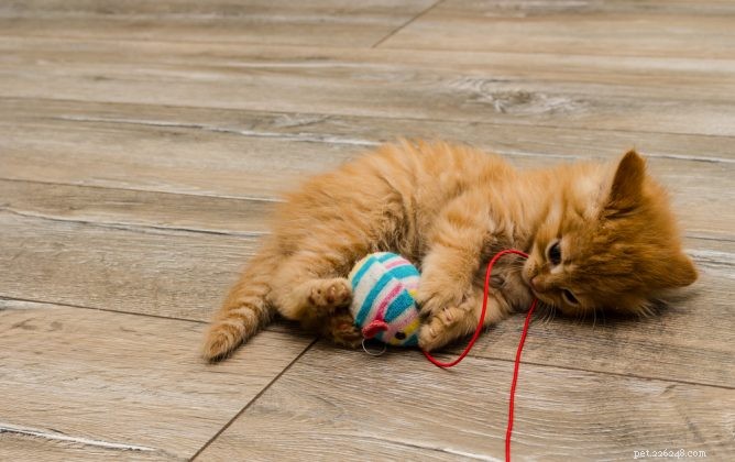 Meilleurs jouets à l herbe à chat