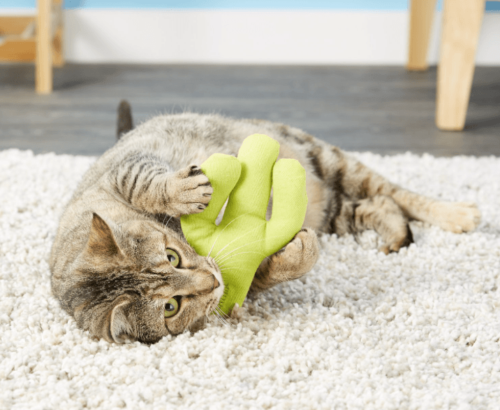 I migliori giocattoli con erba gatta