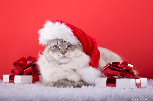 Руководство по подаркам:лучшие рождественские подарки для кошек
