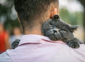 あなたの猫にとって、あなたはただの別の猫です