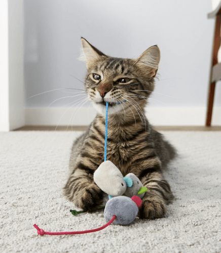 Nejlepší hračky pro myši