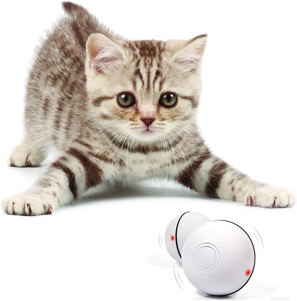 Наш путеводитель по лучшим интерактивным игрушкам для кошек   