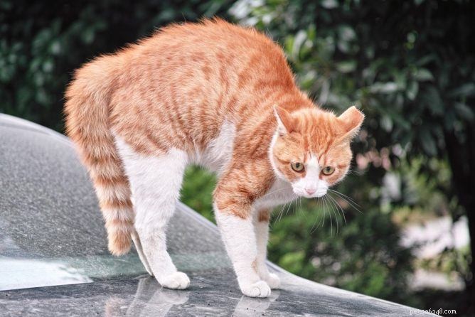 O que significa as costas arqueadas de um gato?