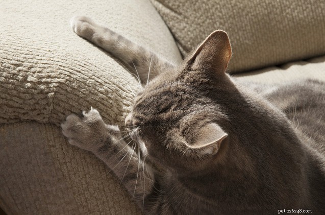 Suggerimenti su come scegliere i mobili che il tuo gatto non graffierà