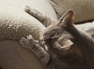 Tipy, jak vybrat nábytek, který vaše kočka nepoškrábe