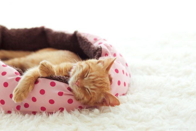 Наши лучшие лежаки для кошек с подогревом