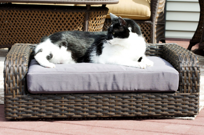 Melhores sofás para gatos