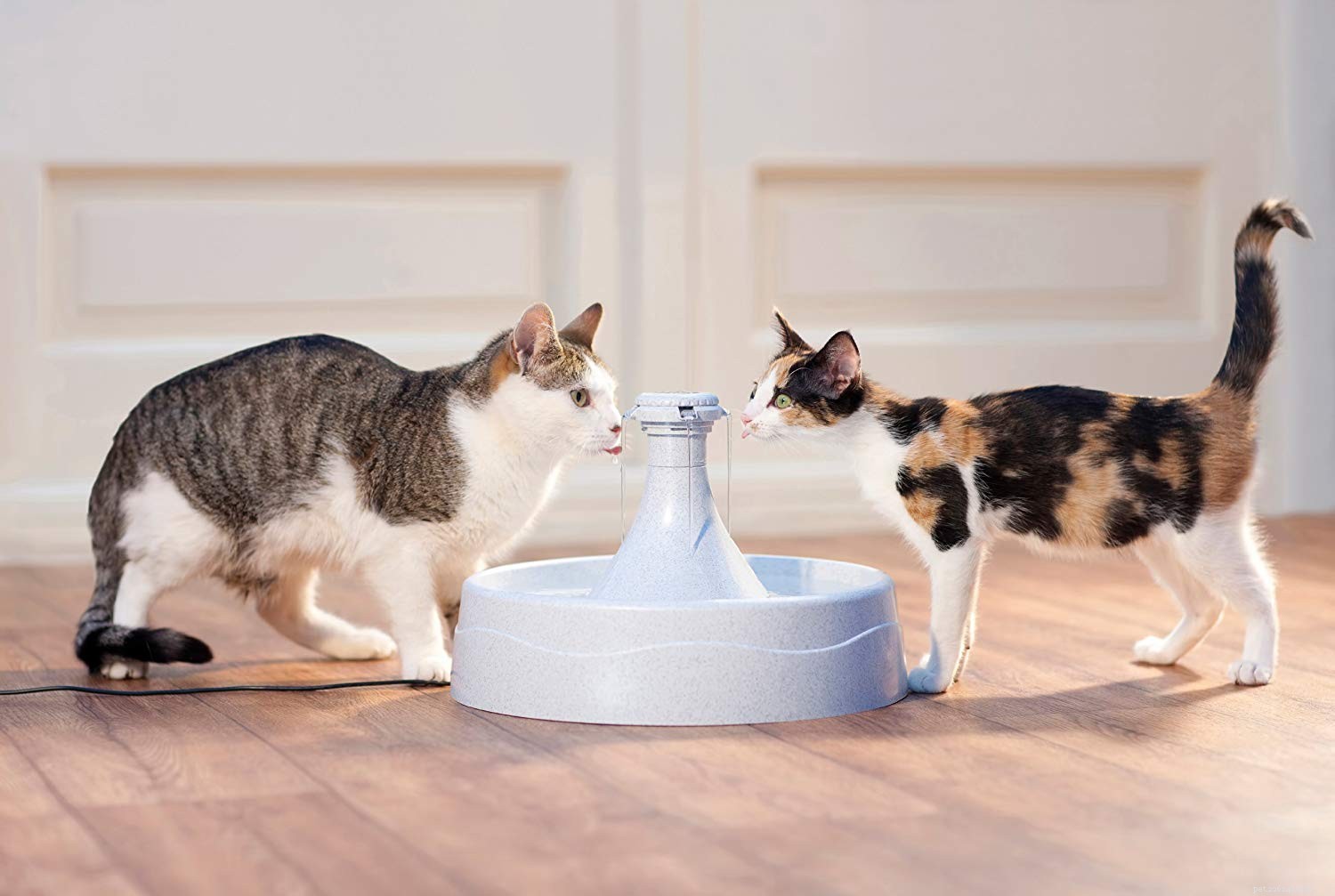 Nejlepší vodní fontány pro kočky