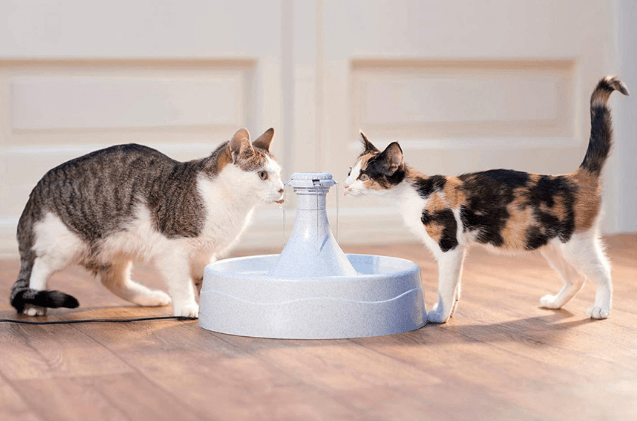 Bästa vattenfontäner för katter 