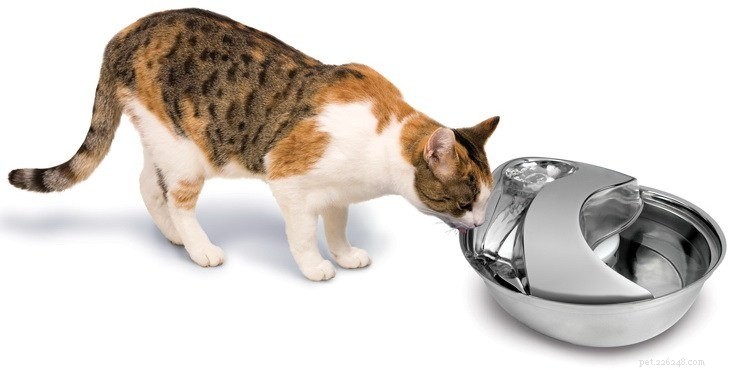 Melhores fontes de água para gatos