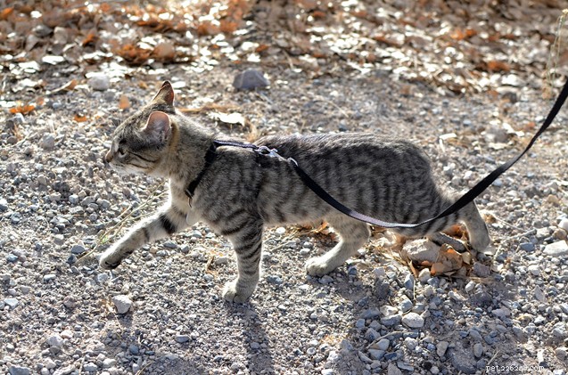 Hoe leer je een kat aan om aan de lijn te lopen