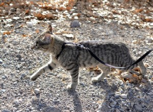 Как приучить кошку ходить на поводке