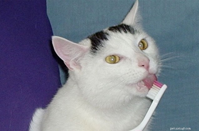 9 cose bizzarre che i gatti amano leccare