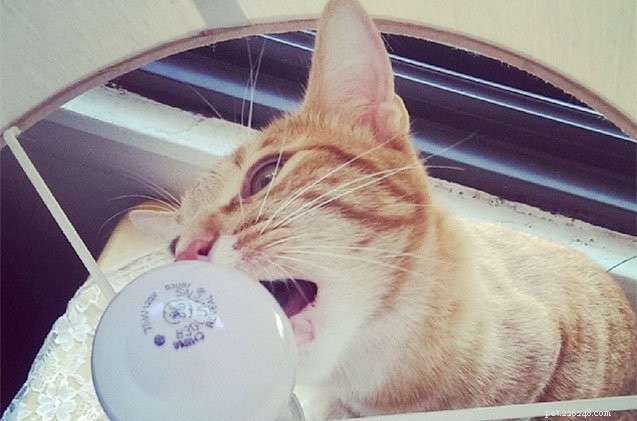 9 странных вещей, которые кошки любят лизать