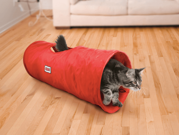최고의 고양이 터널