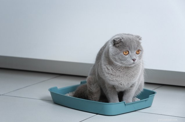 Veja por que seu gato fica sem a caixa de areia
