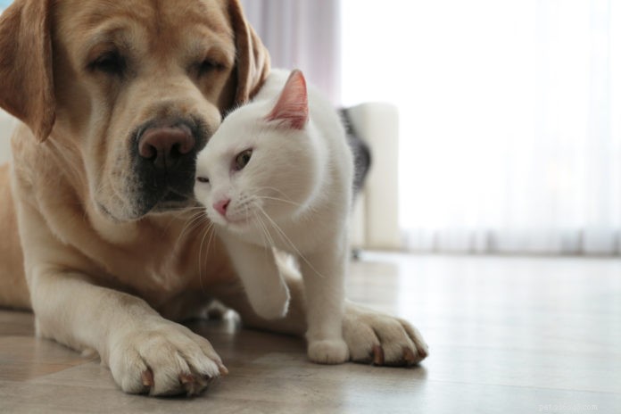 «Доверяй, но проверяй» при выборе добавок для вашей собаки или кошки