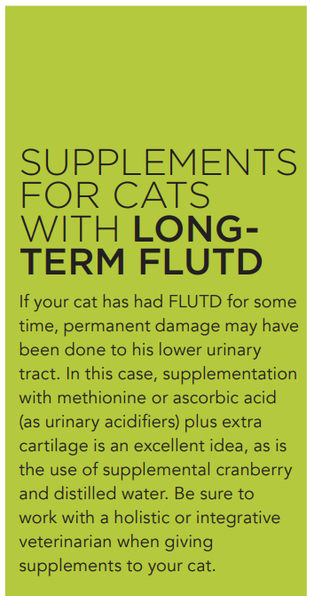 생식으로 고양이의 FLUTD를 예방하는 방법