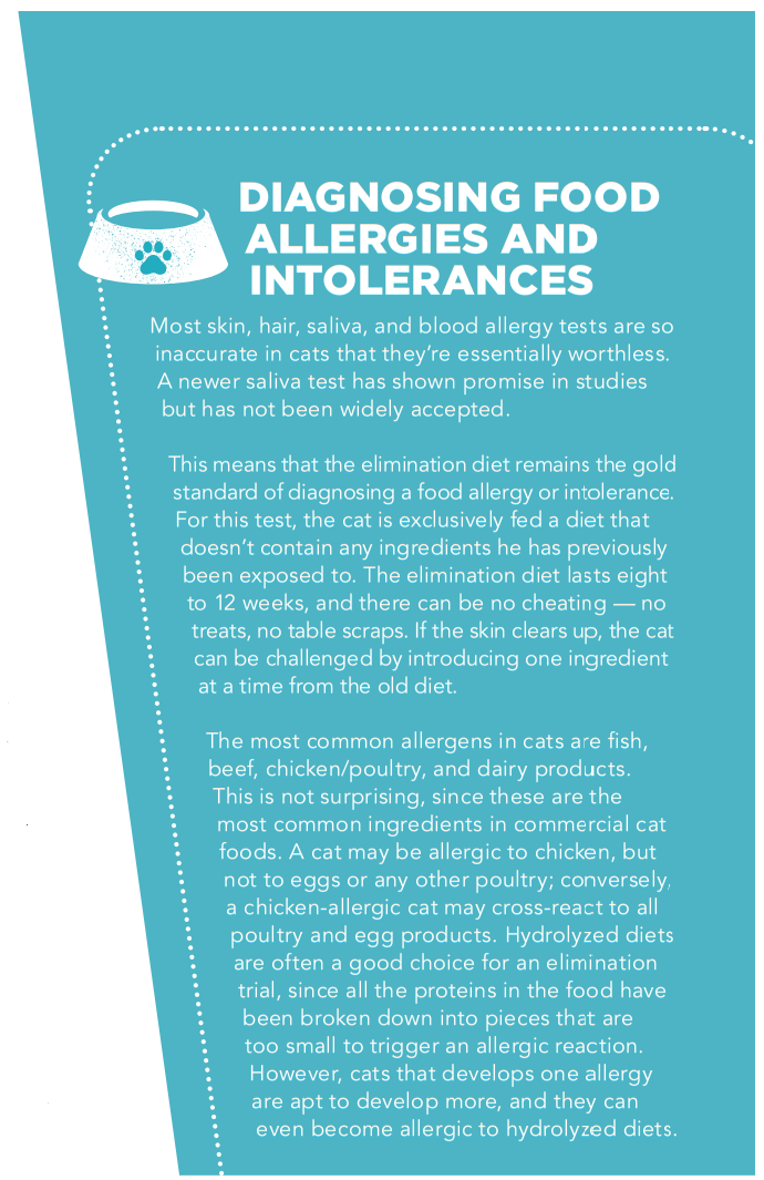 Il tuo gatto ha un allergia alimentare o un intolleranza alimentare?