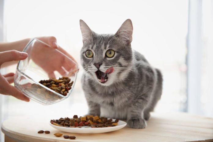 고양이에게 음식 알레르기가 있습니까 아니면 음식 과민증이 있습니까?