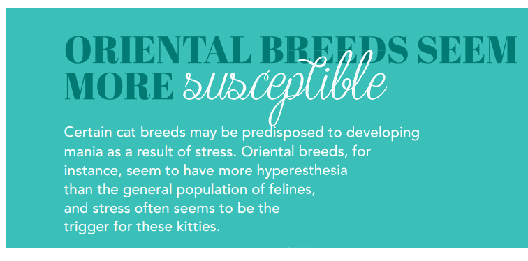 Wat is hyperesthesie bij katten?